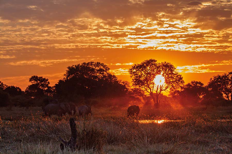 Tour & Safari - Botswana - Okavango Delta Botswana’s Delta, Moremi + Chobe